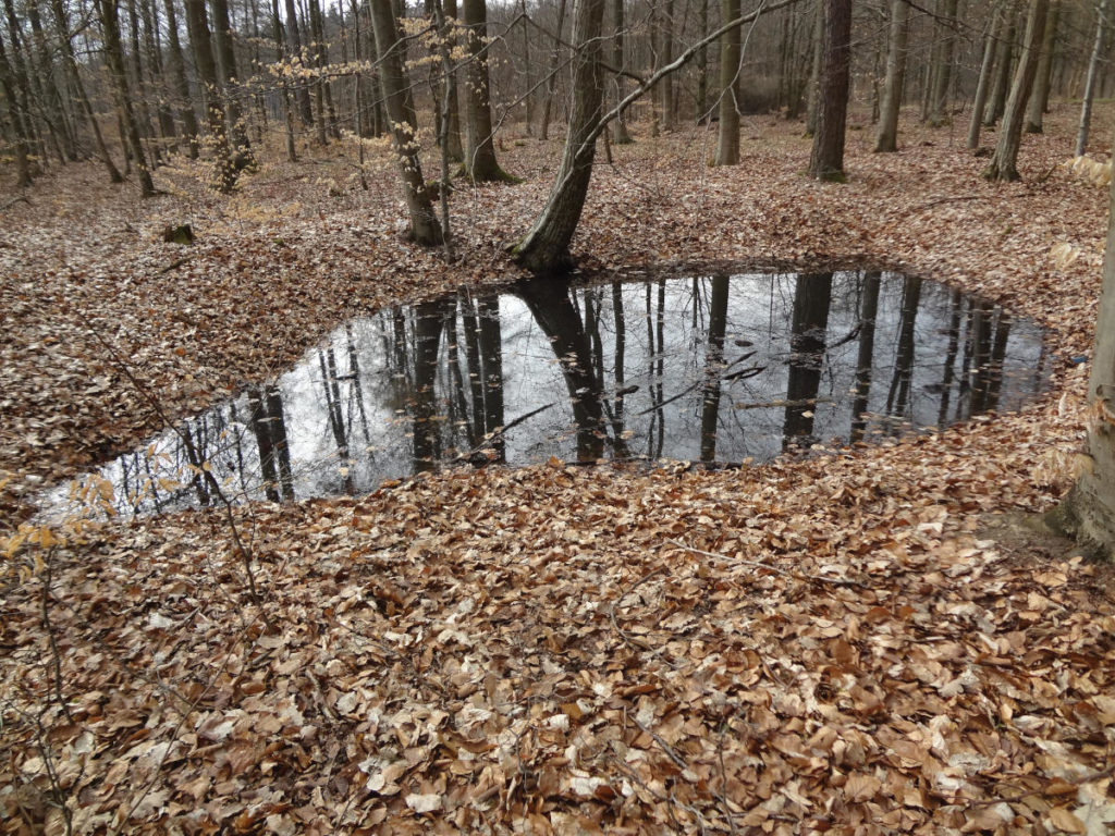 Keltenschanze bei Großrinderfeld-Schönfeld